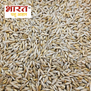 Barley Cattle Feed