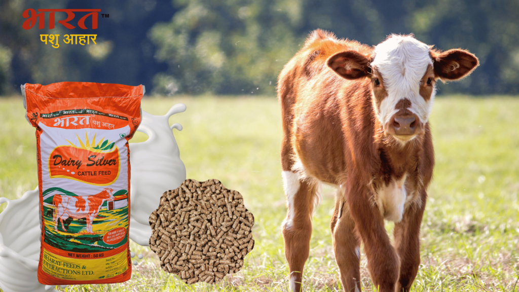 Dairy Silver Calf Starter