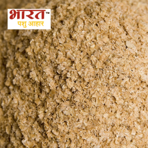 Wheat Bran