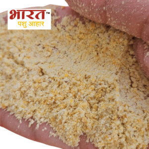 Grinded Maize Cattle Feed