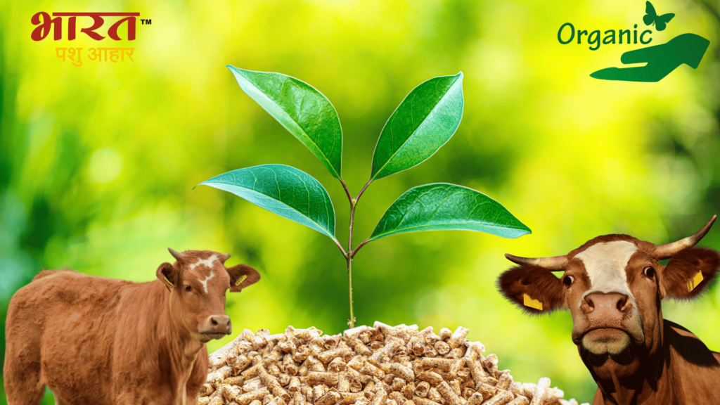 organic-cattle-feed-the-benefits-and-considerations