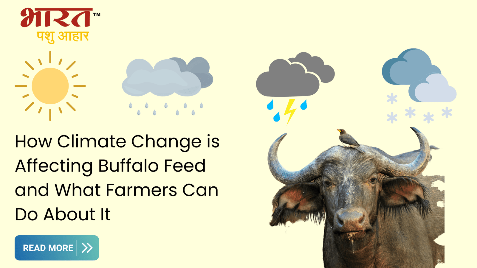 Effect of climate change on buffalo