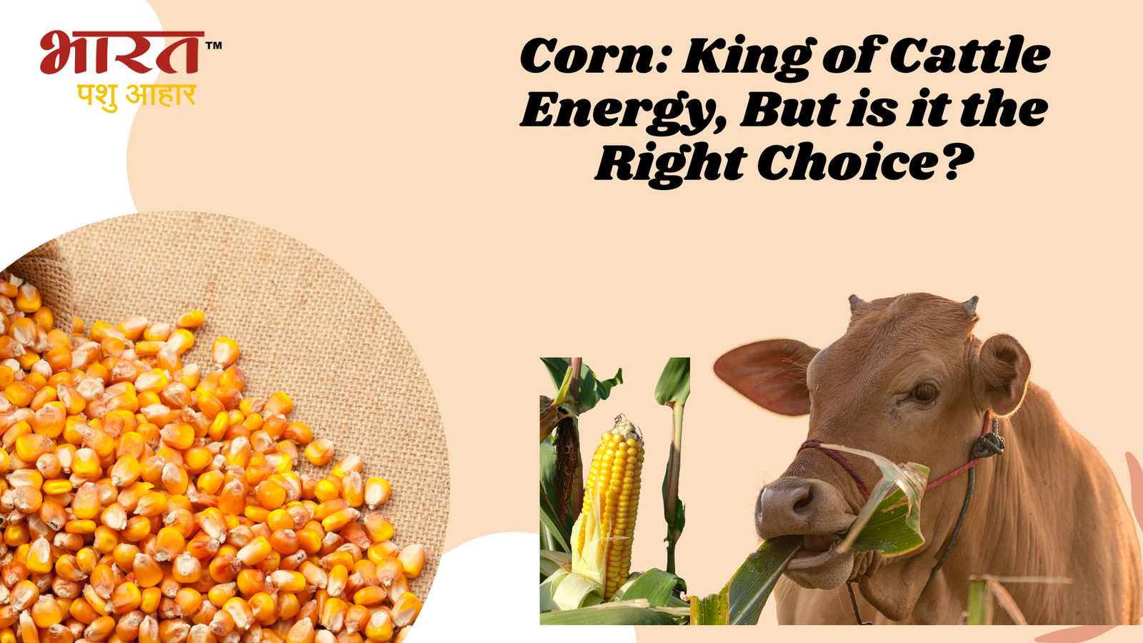 Corn: King of Cattle Energy, But is it the Right Choice? This explores the pros and cons of corn in cattle feed. Highlight corn's high energy content but also discuss its limitations, like being low in protein.