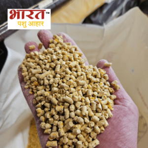 A close-up view of golden maize pellets, a nutritious and essential component of cattle feed. Manufactured by Bharat Feeds & Extractions Limited, these pellets serve as a high-quality source of energy and nutrients for livestock.
