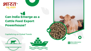 Can India Emerge as a Cattle Feed Export Powerhouse?
