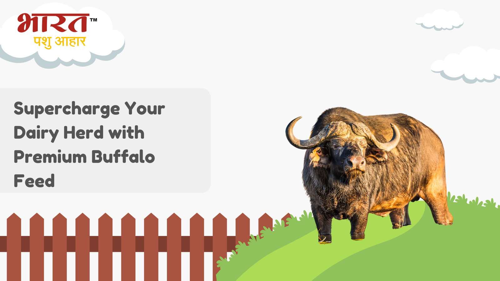 Supercharge Your Dairy Herd with Premium Buffalo Feed